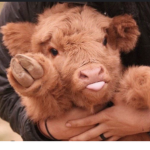 Calf Club