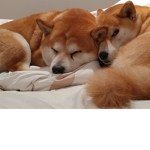 Shiba FAMILIA
