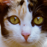 Meow clan :3