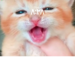 Cat caut lot