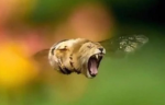 LionBeeGames
