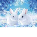 Bella bunnies