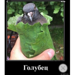 cucumber + grass