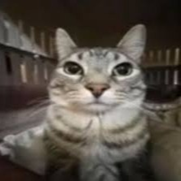 Cat Hangout [ALPHA]