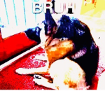 CHEF DOGE KICTHEN