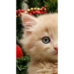 The Super Cat People