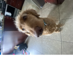 #dogs,cats