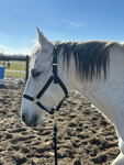 Pastel stable