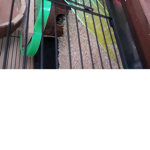 Hamster gruppe
