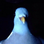 Pigeon's studio