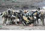 the dog pack OFFICIAL