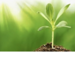 Plantsssssssssss