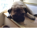Pug team army