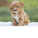 Team Dog For Life! ;)