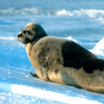 seal's'