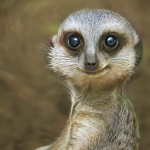 The Meerkat Order