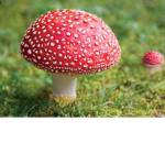 The Lil Red Mushrooms