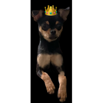 Chihuahua fan cult