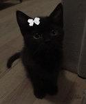 kittyypawzz