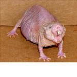 RAT CITY