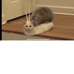 SnailCat