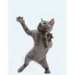 Dancing kittys