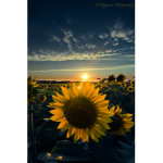 Sun shine flower