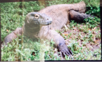 Komodo dragon
