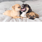 Puppys For Eva