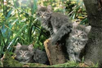 Reedclan (another group for my clan Reedclan)