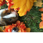 Roblox save and save animals