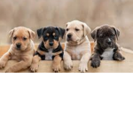 Doggy!!!!