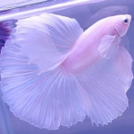 Blubby Fishy Kingdom