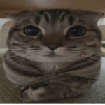 i wait
