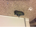 Shoe inc.