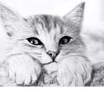 We cats :3