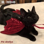 Pie skellys