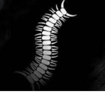 Worm 復活