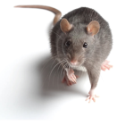 ava the rat