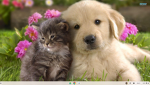 Cats CATS CATS Dogs DOGS DOGS YEAH
