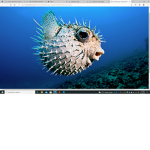 pug and puffer fish