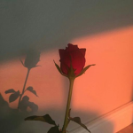 Bloody Red Roses