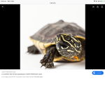 the cool turtles group