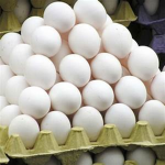 ~Eggs~ VS ~Cheese~