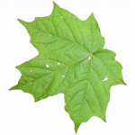 The Mr. Leafy Group