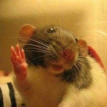 Ratz :]