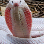 The Order Of Snakes