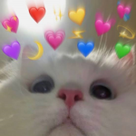 purrfect kittens