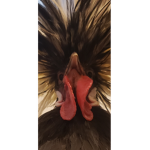 THE BOK FLOCK