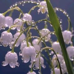 Dew on flowers